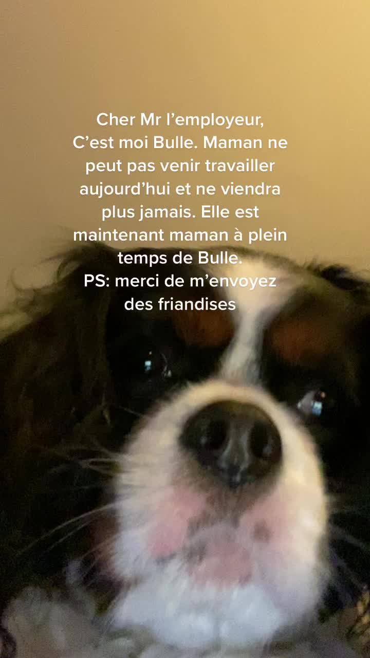 @Cavalier King Charles