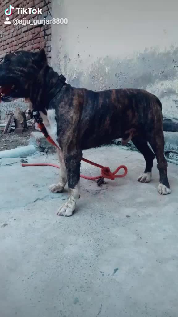 @Ajju_Gurjar