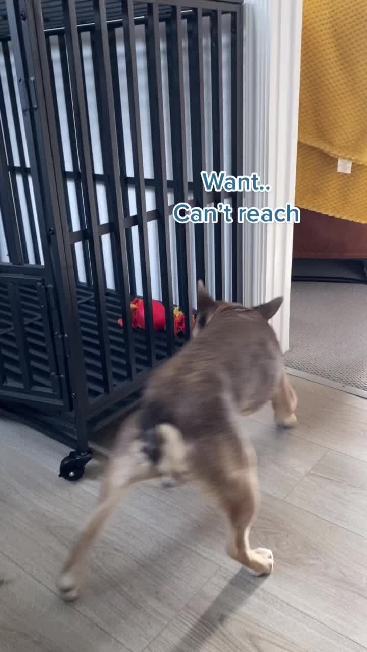 @BarryTheFrenchie