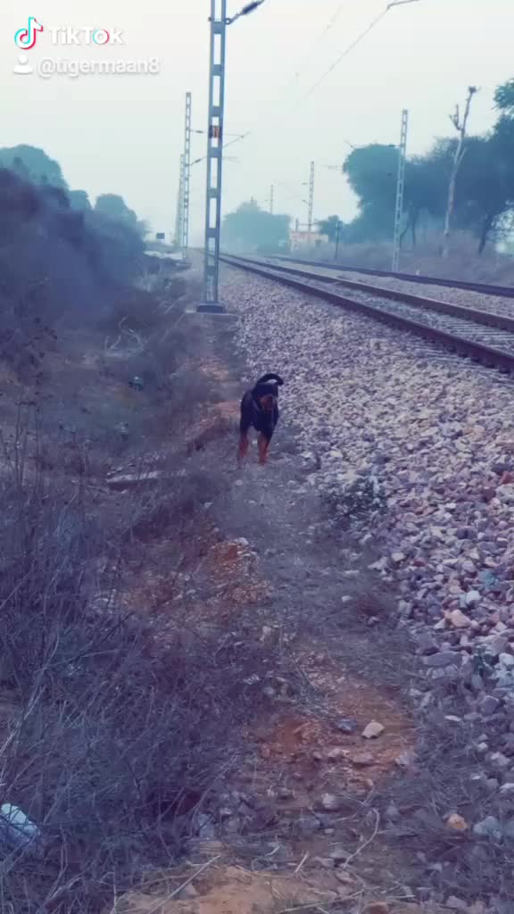 @Tiger Maan