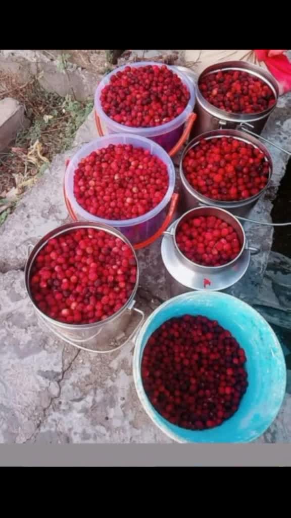 @pahadi bula