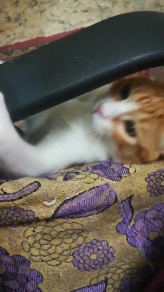 @FoFa Kittens