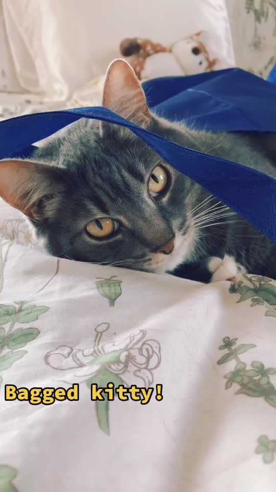 @Little_Biscuit
