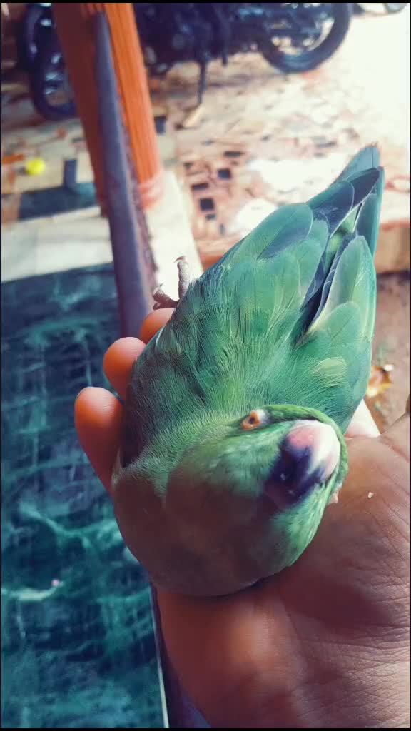 @തൃശ്ശൂർക്കാരൻഅച്ചായൻ