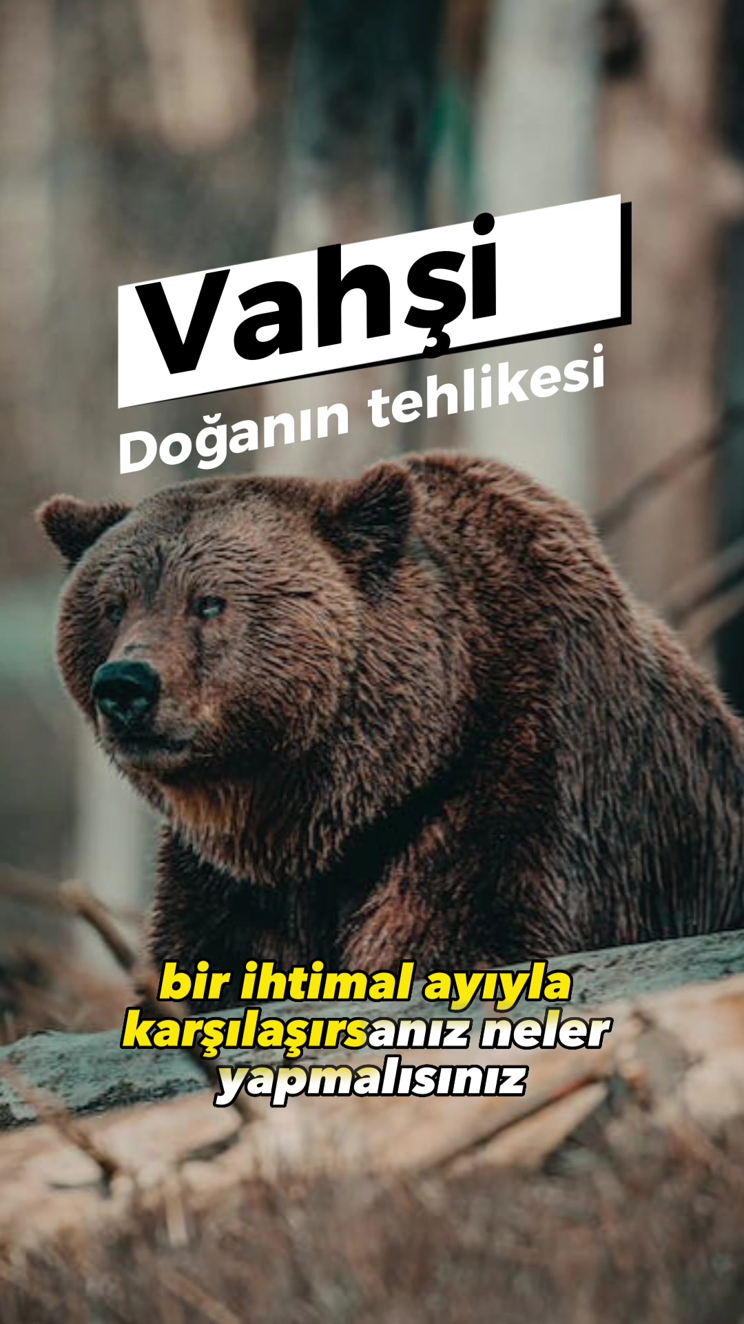 @zekadolabi