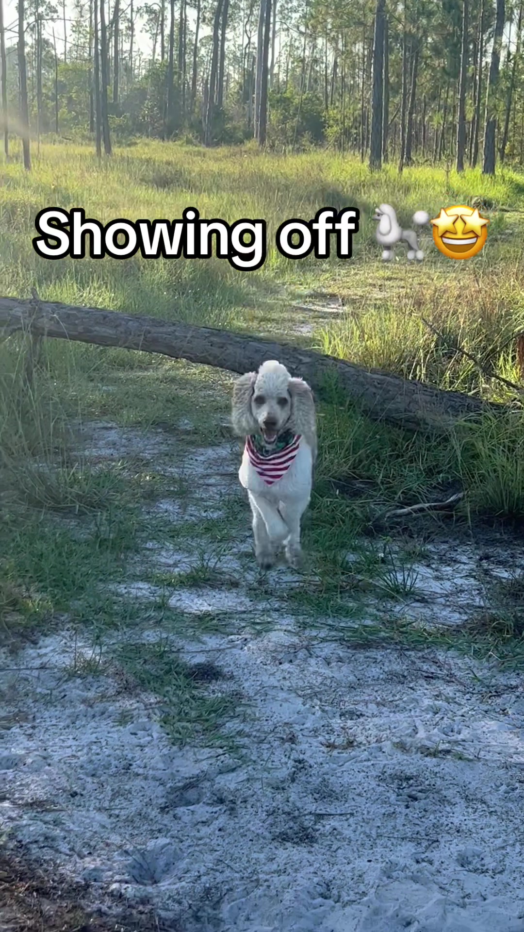 @Pawsitive Coaching with Amy
