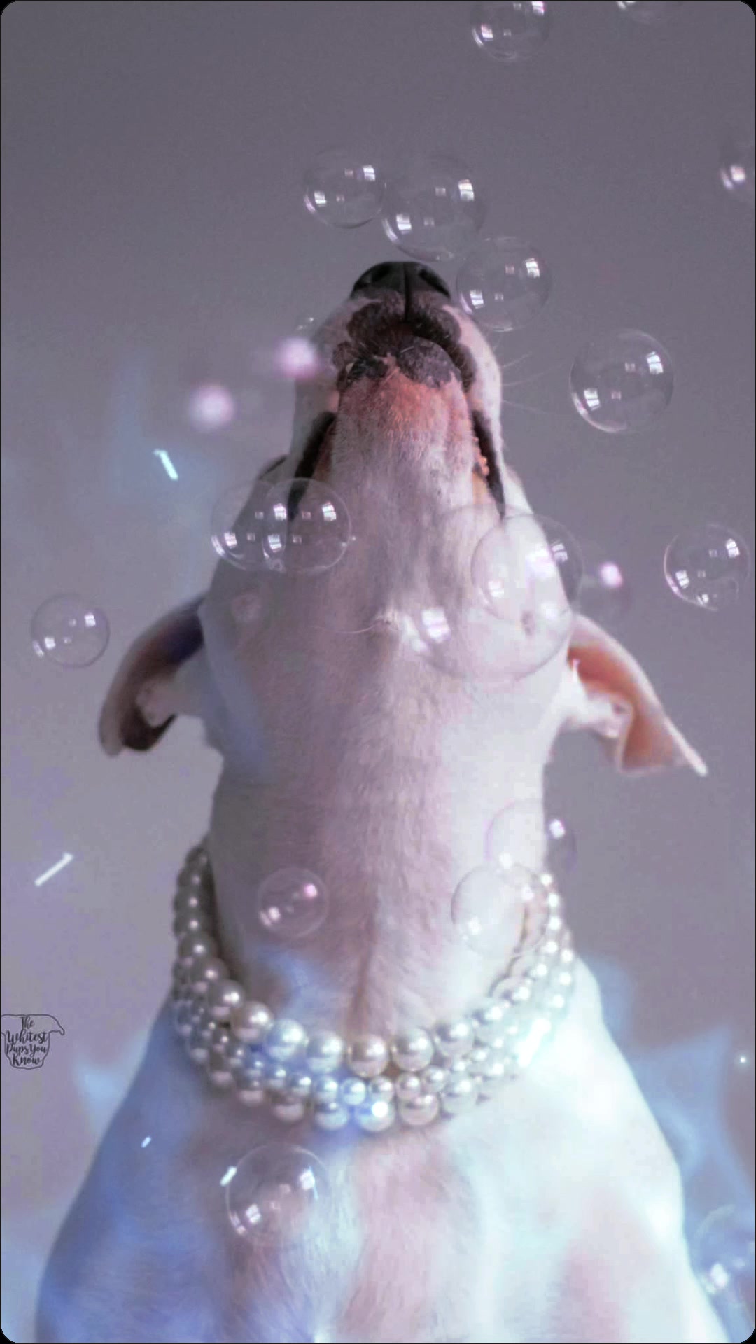 @Beadie Babiez Collar Shop