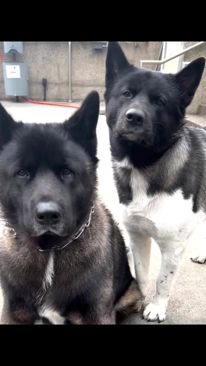 @Akitas.shiba.w