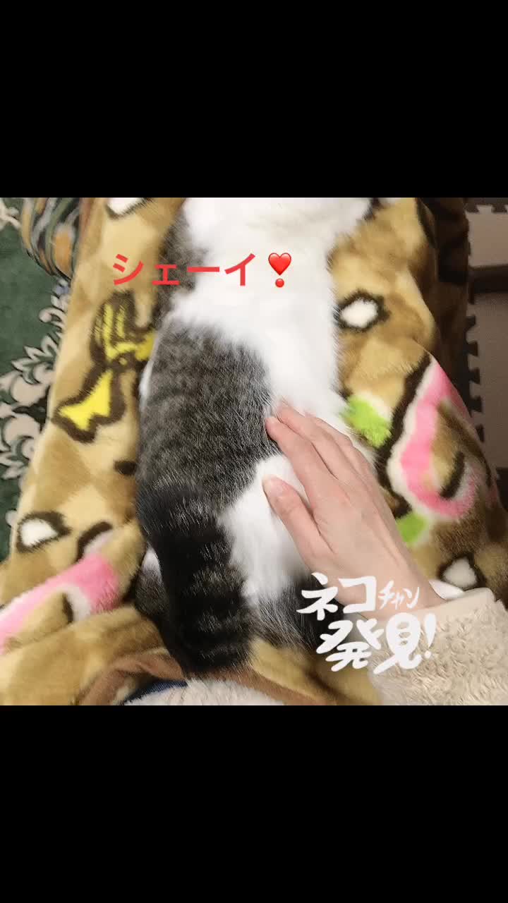 @rinyumi