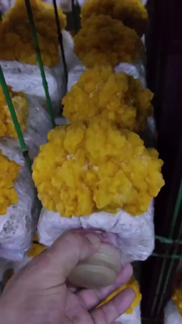 @satrisemushroom