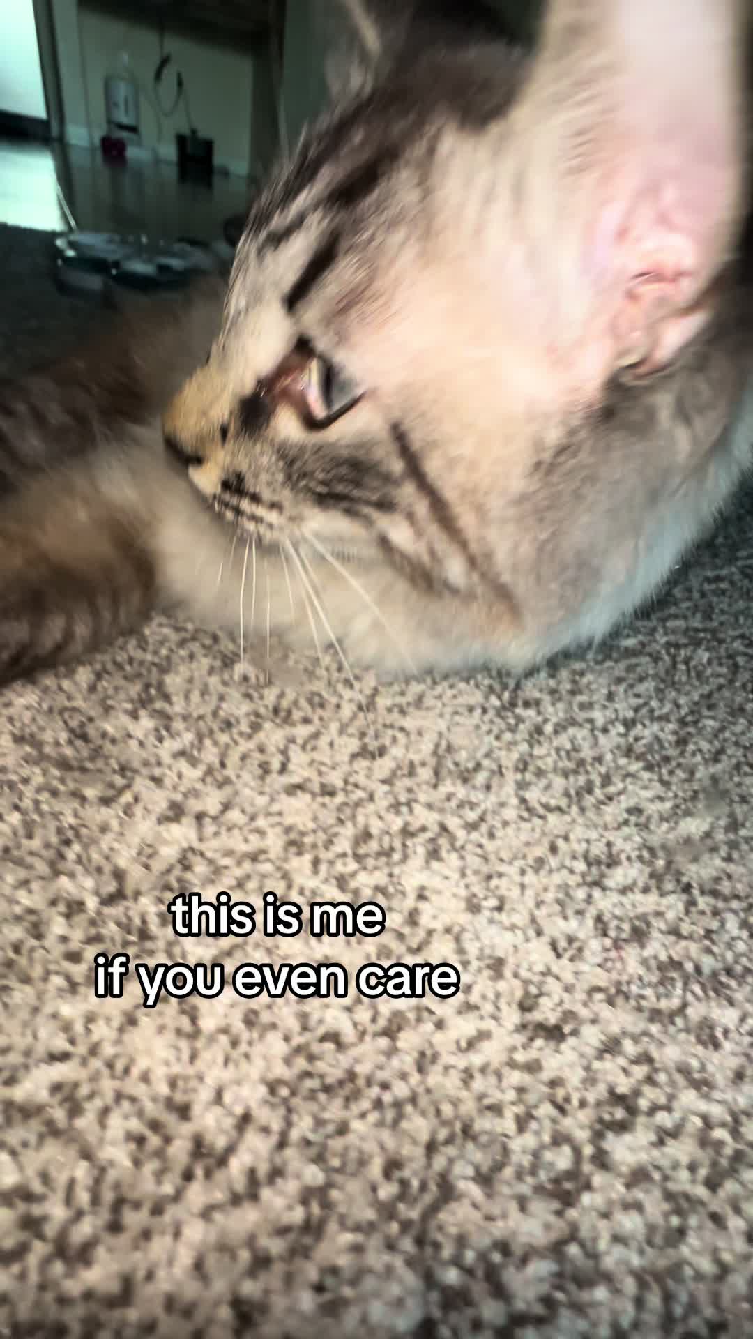 @Ricky and Lucy 🐈⬛