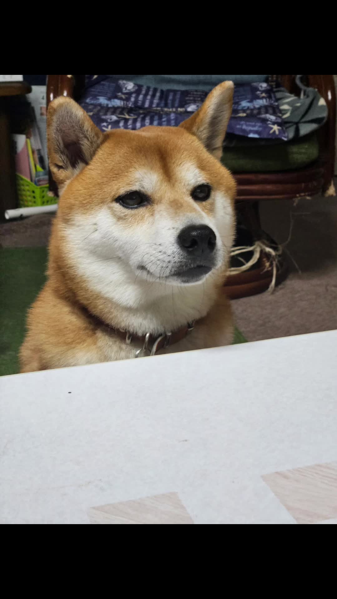@柴犬リクママ