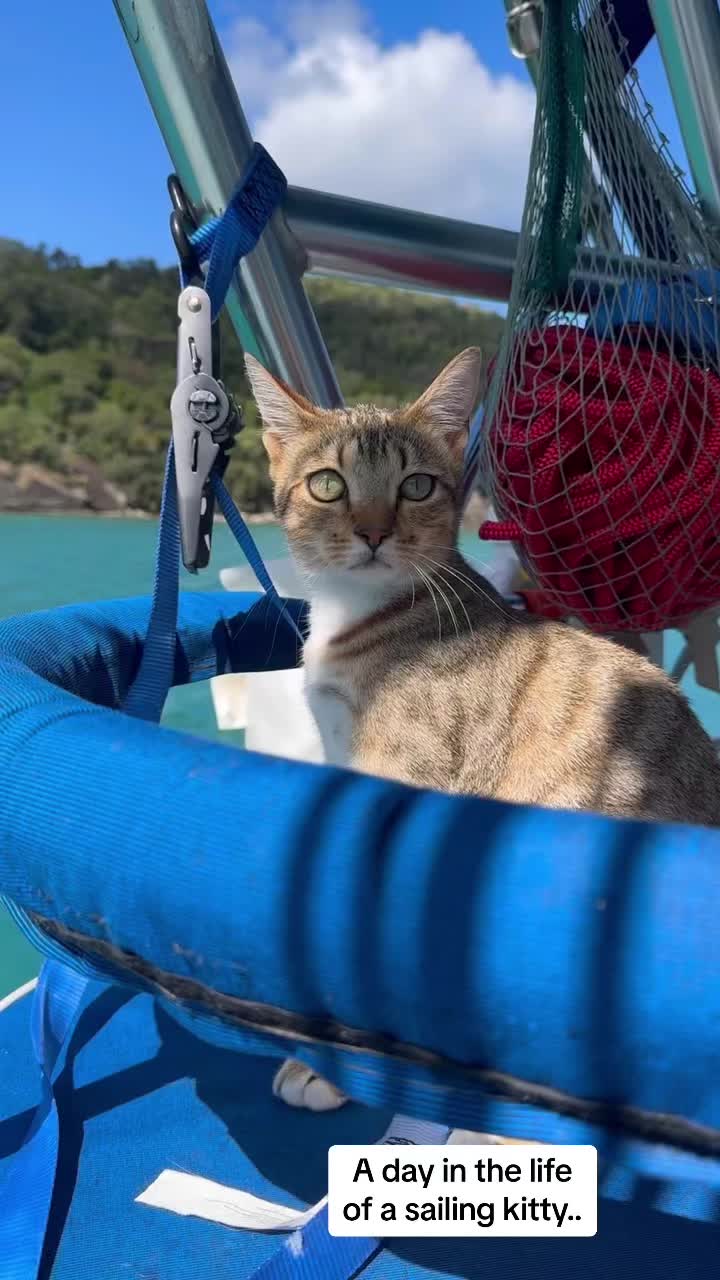 @thatcutecat