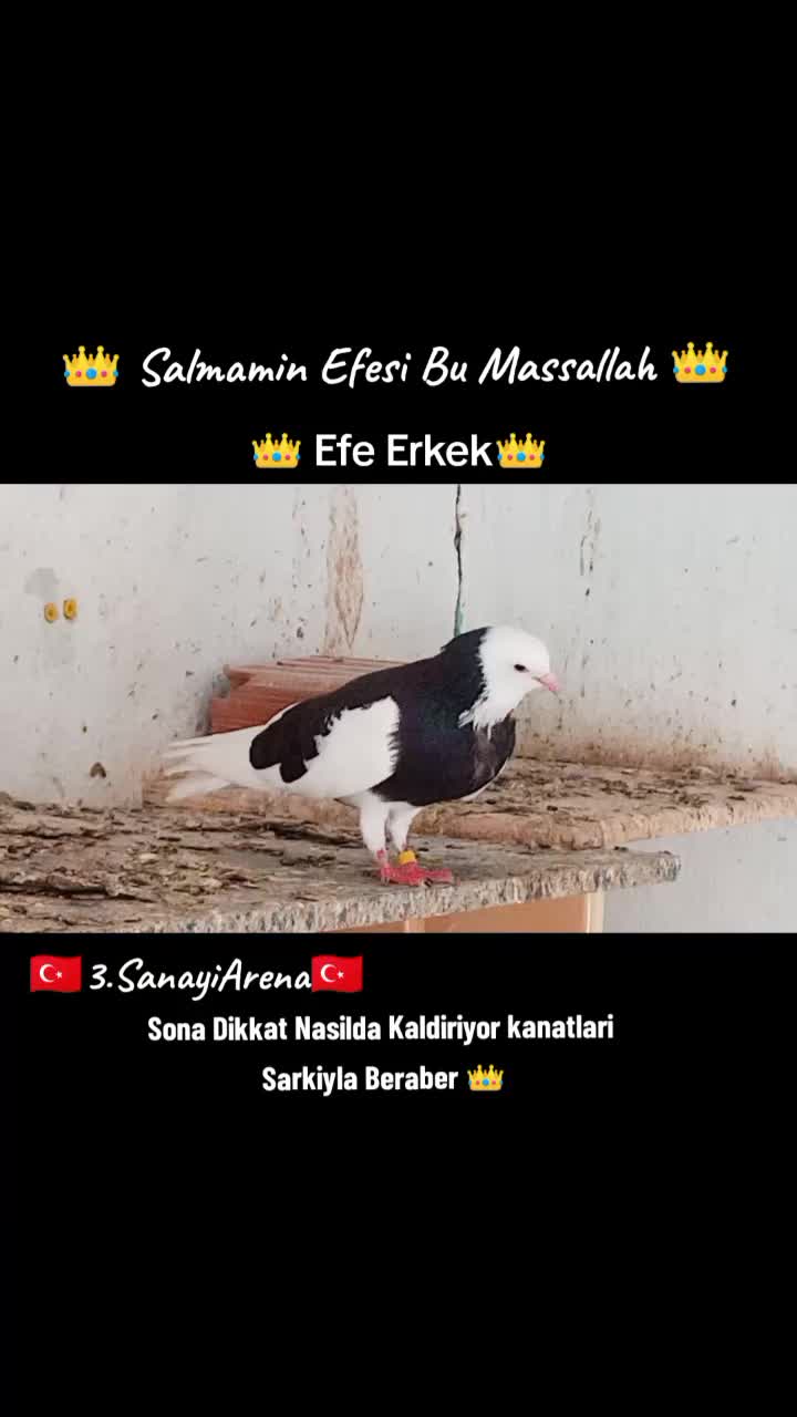 @İsmail Sarıteke