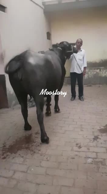 @Moostory