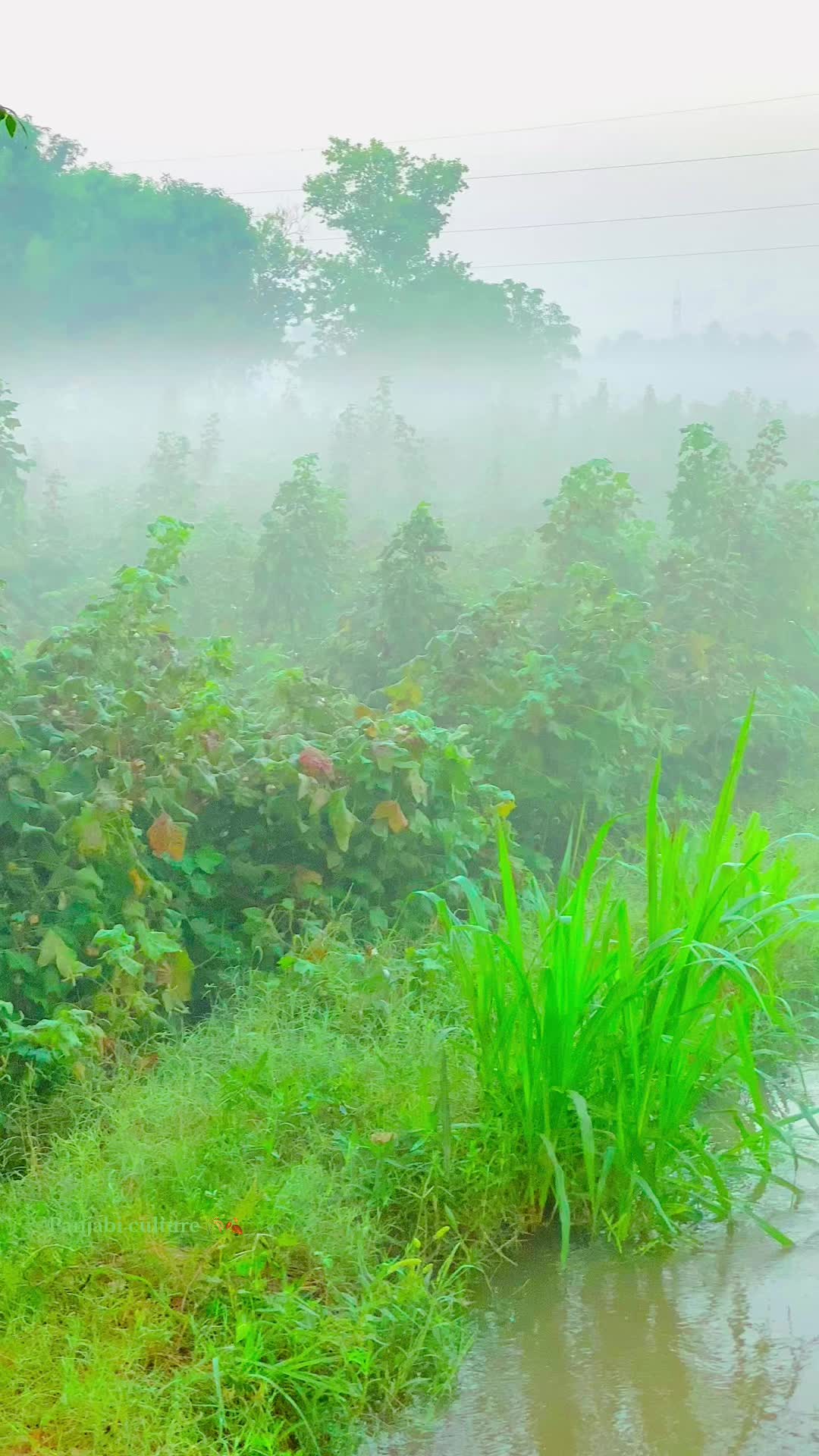 @پنجابی کلچر 🌾🍂