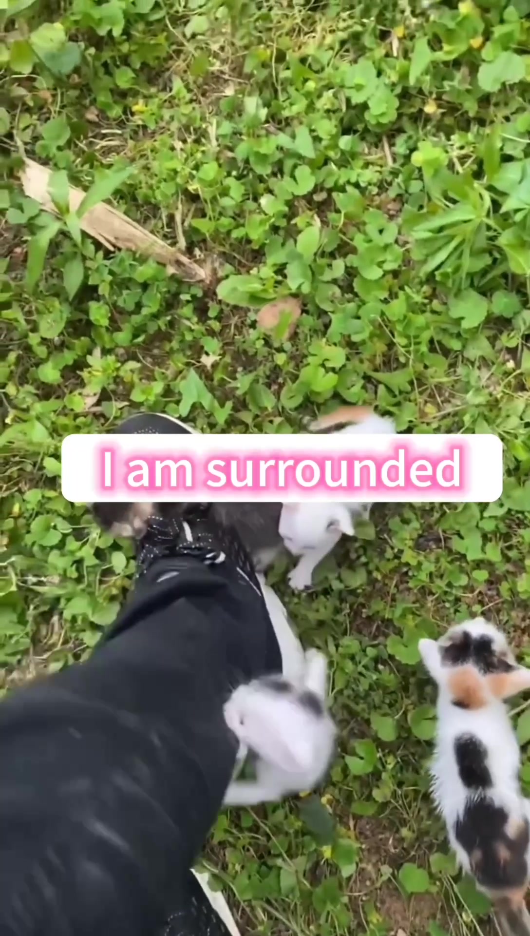 @Cats and dogs