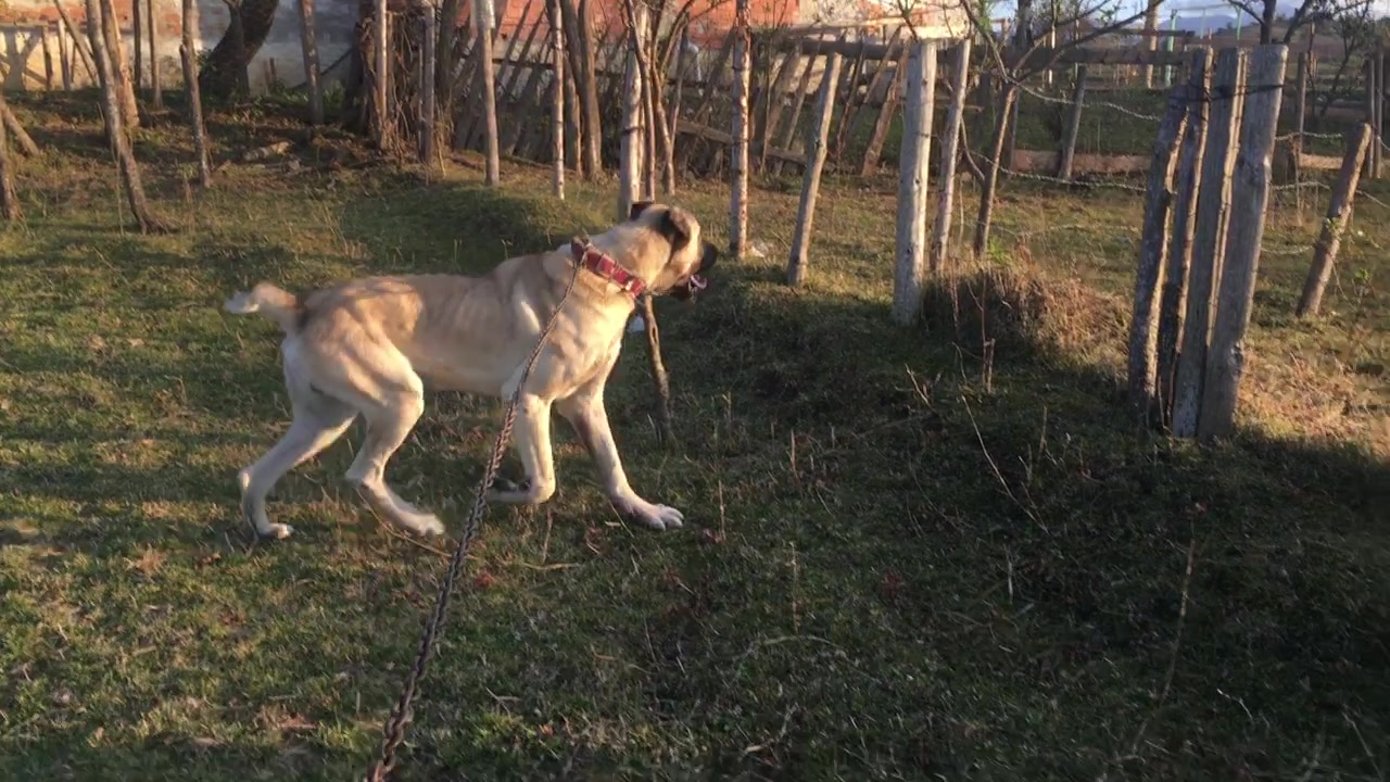@Gökçe Köse👍