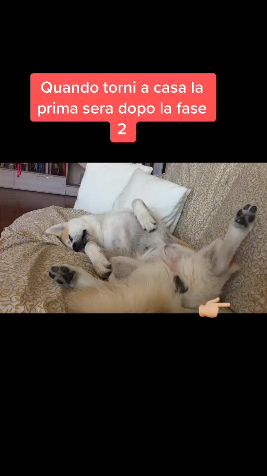 @Germana Timo
