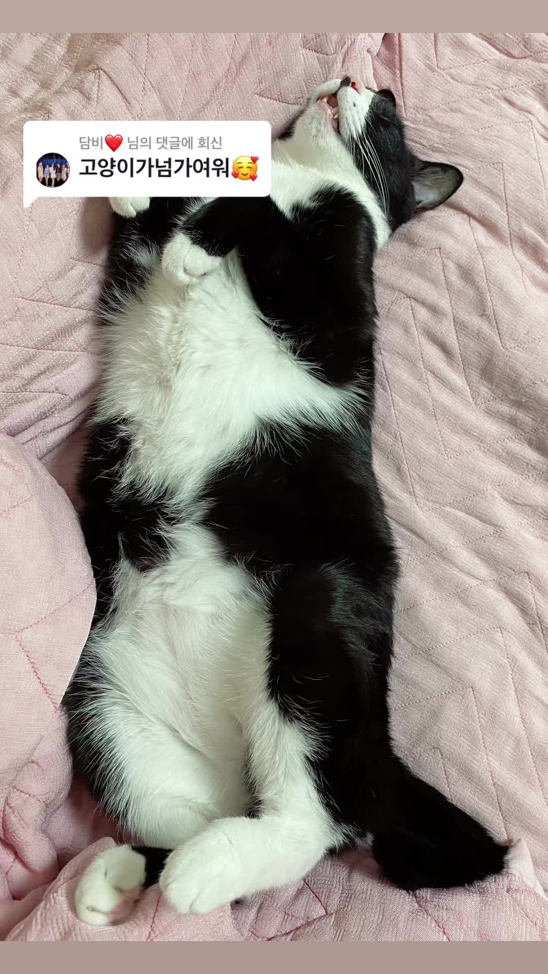 @lifewithkitty