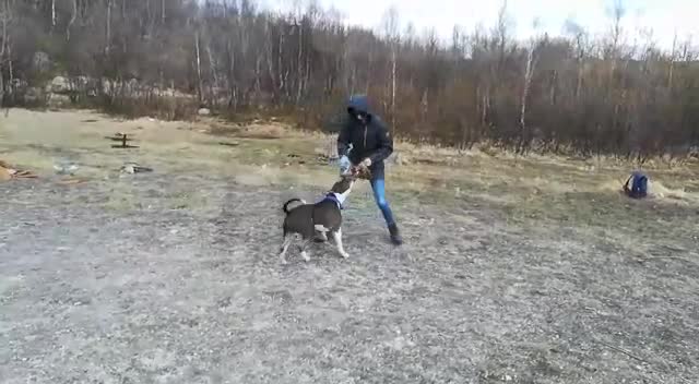 @amstaff_iar