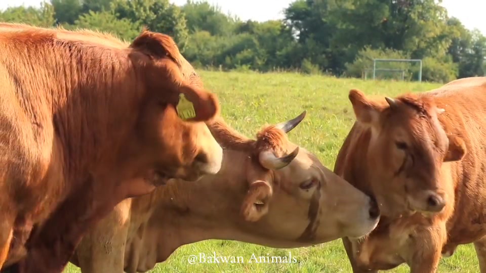 @Bakwan Animals