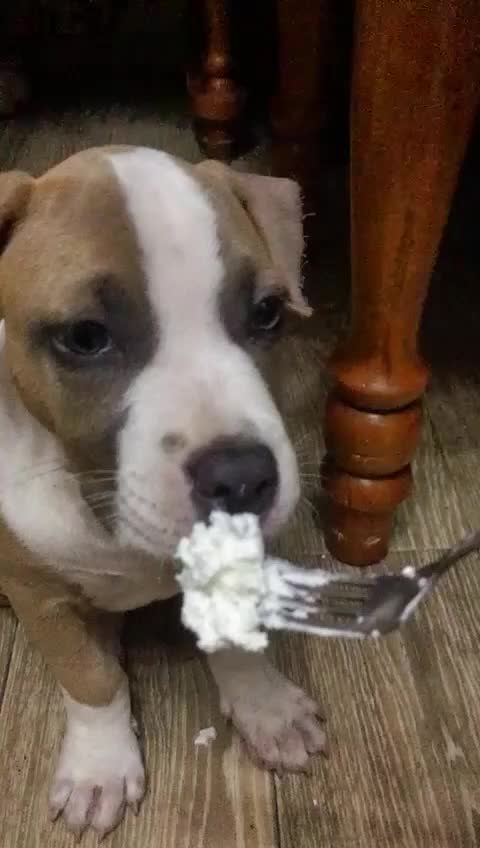 @🐕