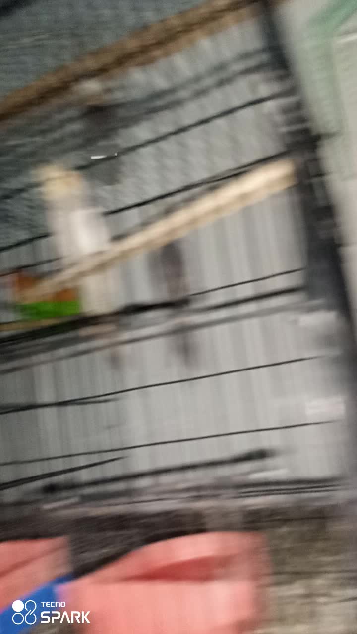 @,%Blue%Bird %