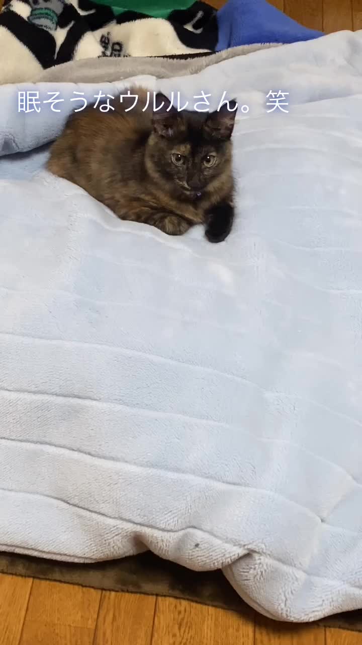 @Toomo-cats🐈