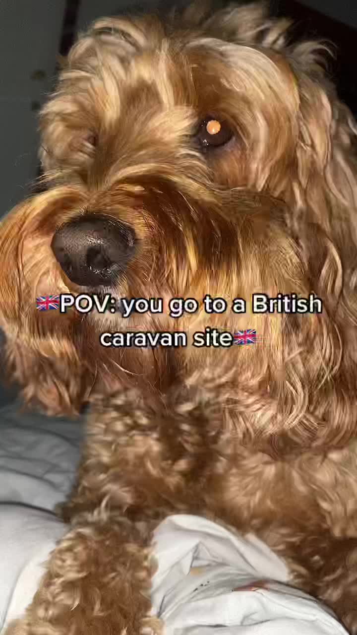 @british_tings72