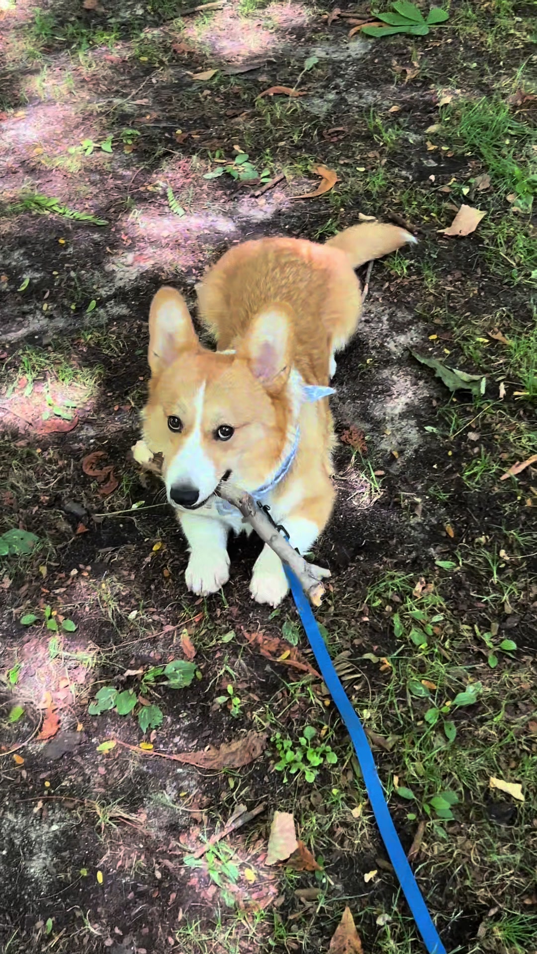 @Monty the Pembroke Welsh Corgi