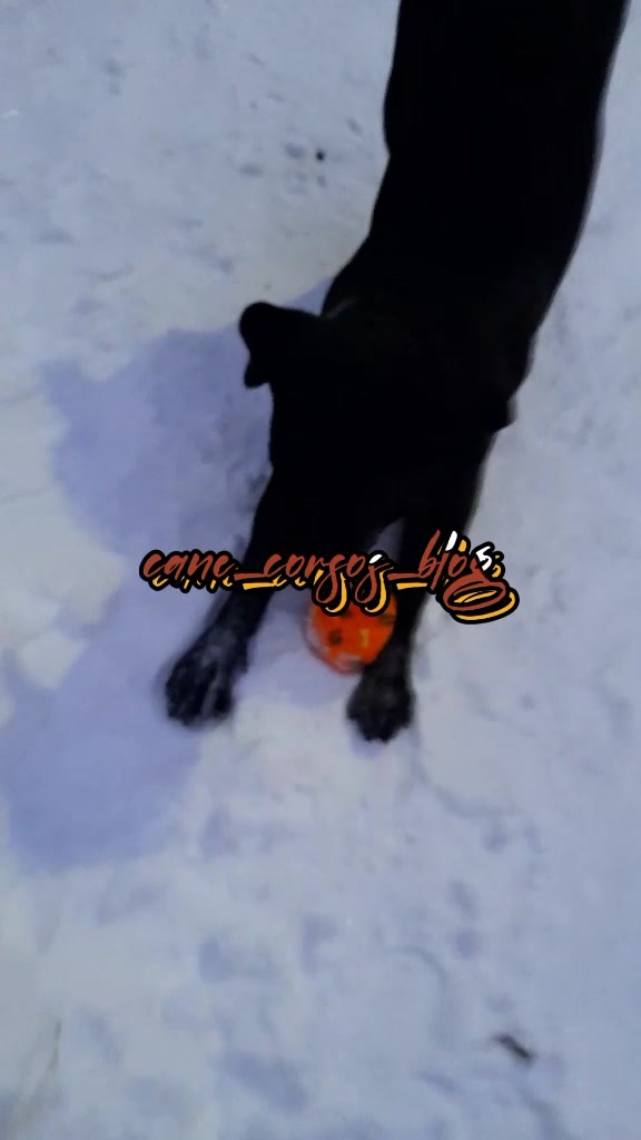 @🐶Dog_tik_tok🐶