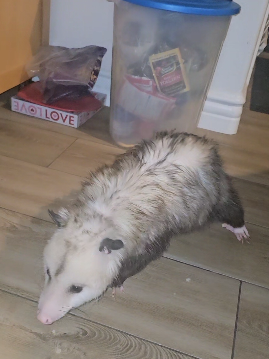 @OPOSSUM/DOG MOMMA Dea