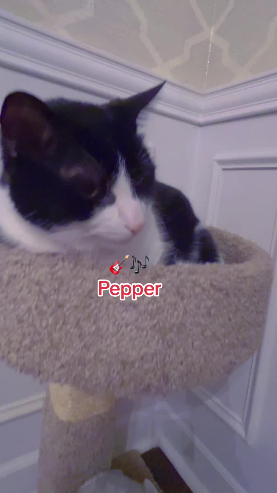 @Pepper and Cece … and Cocoa!!