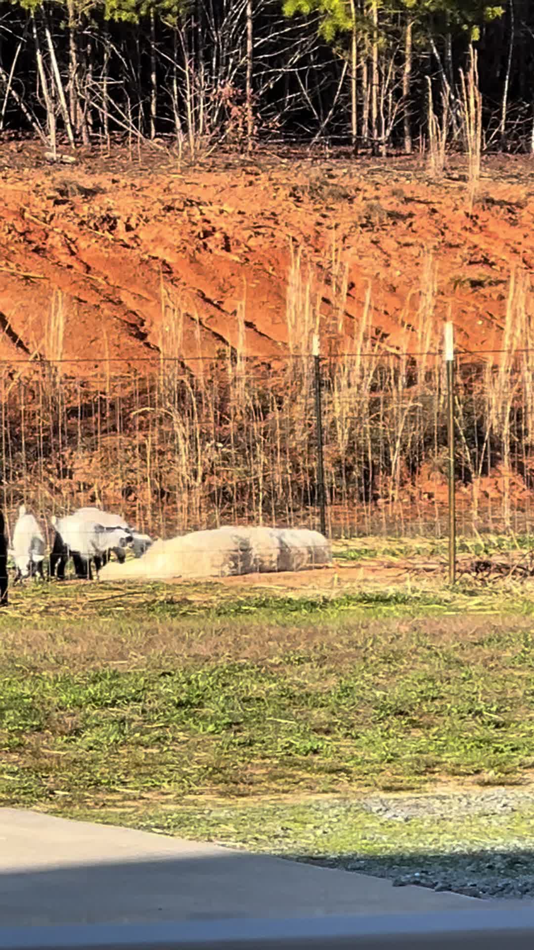 @TheDaydreamHomestead