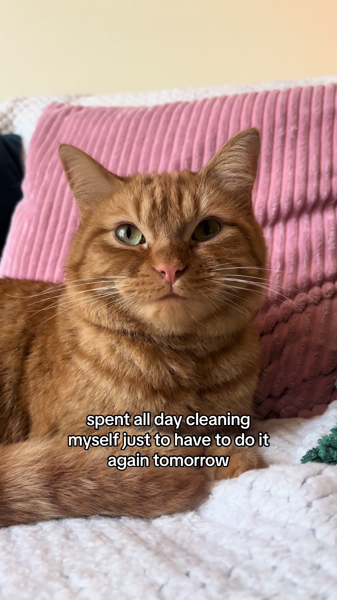 @cowboycatdad