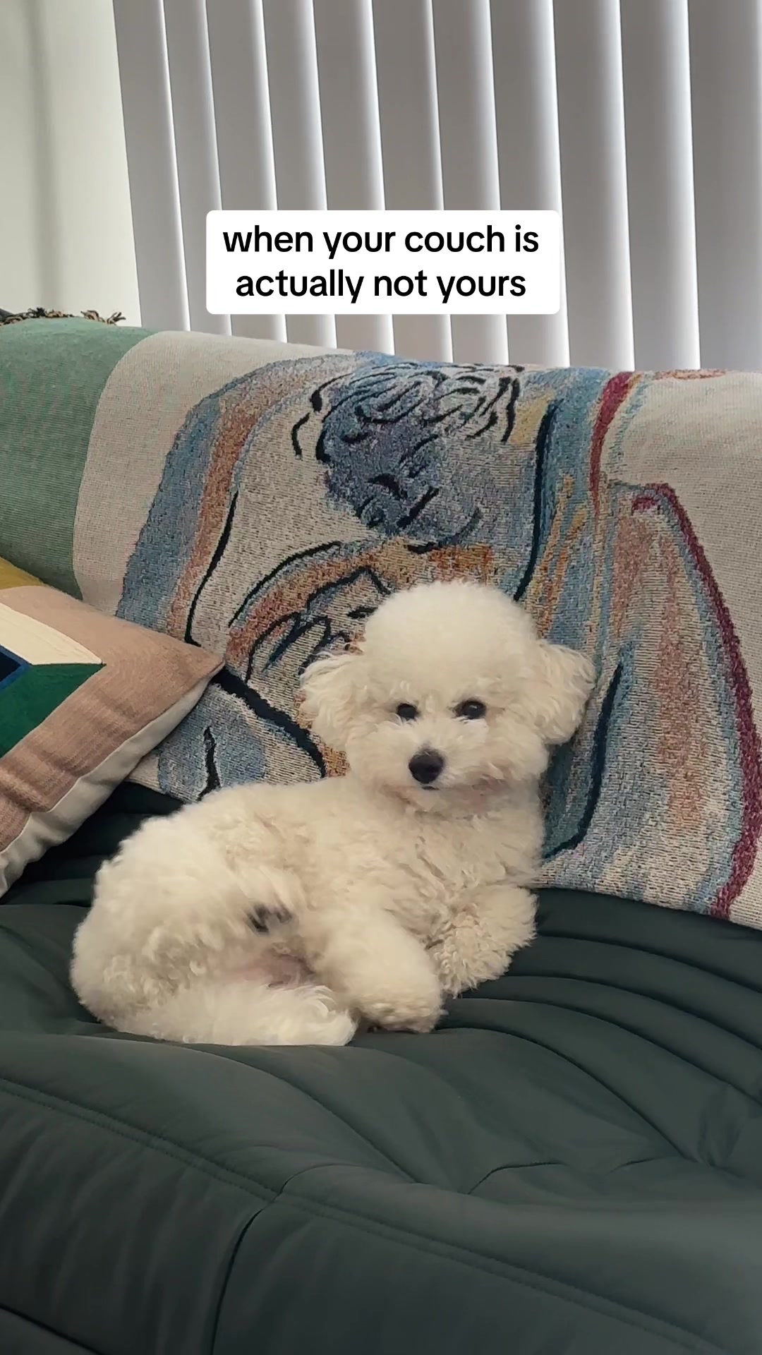 @Rui the Bichon