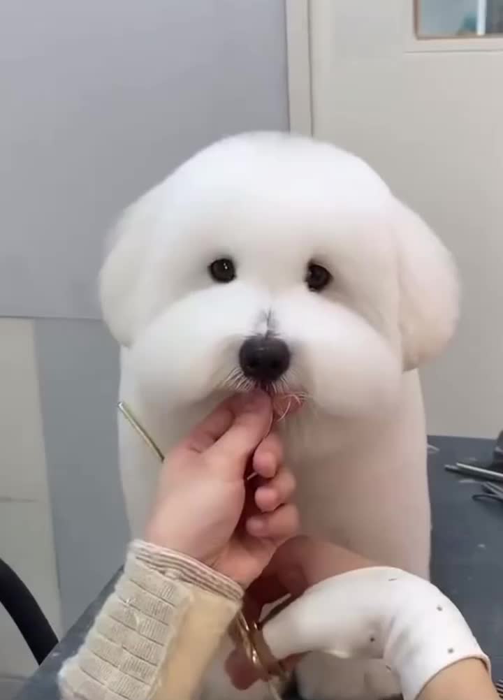 @Puppy Daddy