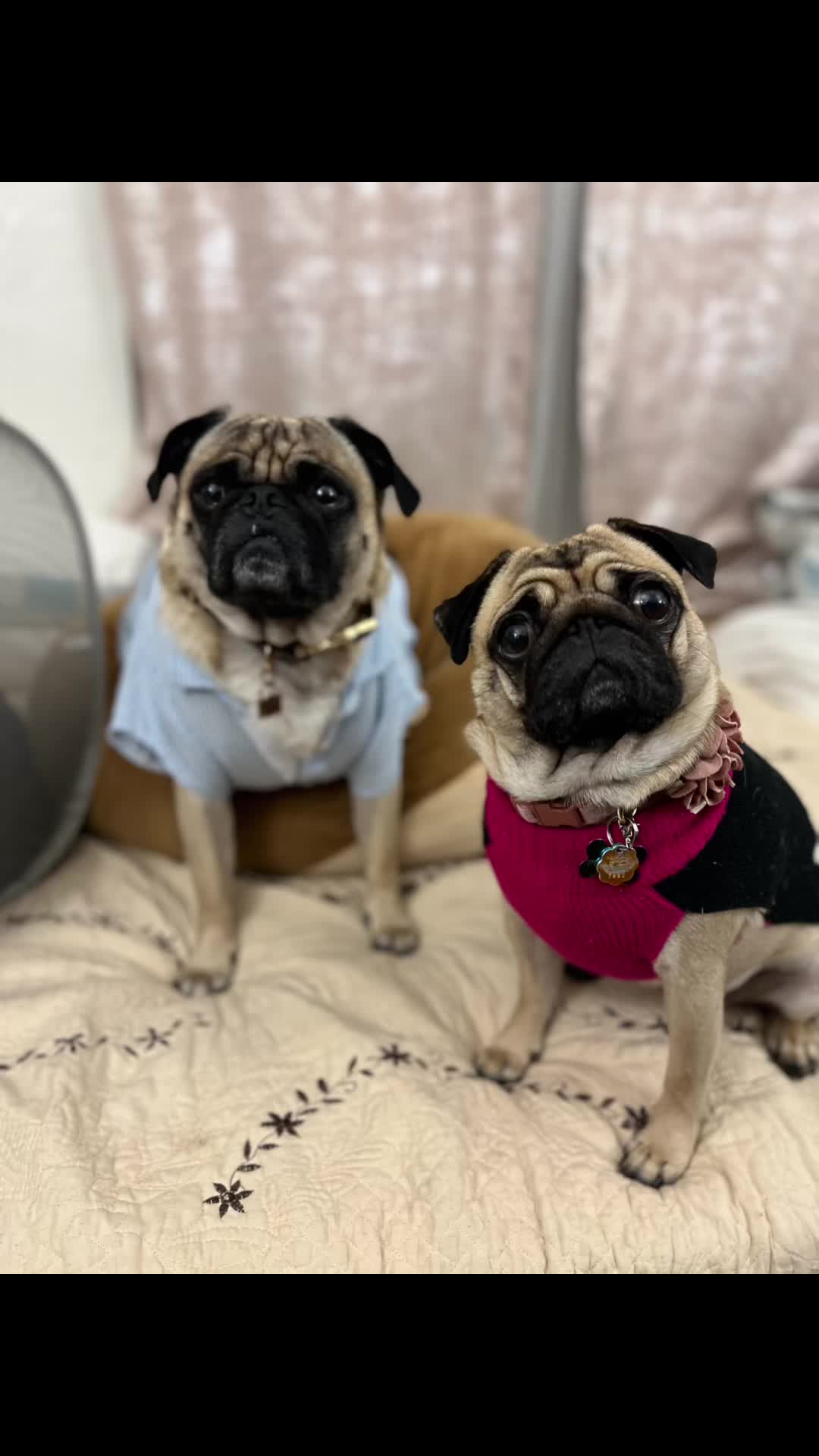 @Benji&Mia the Pugs