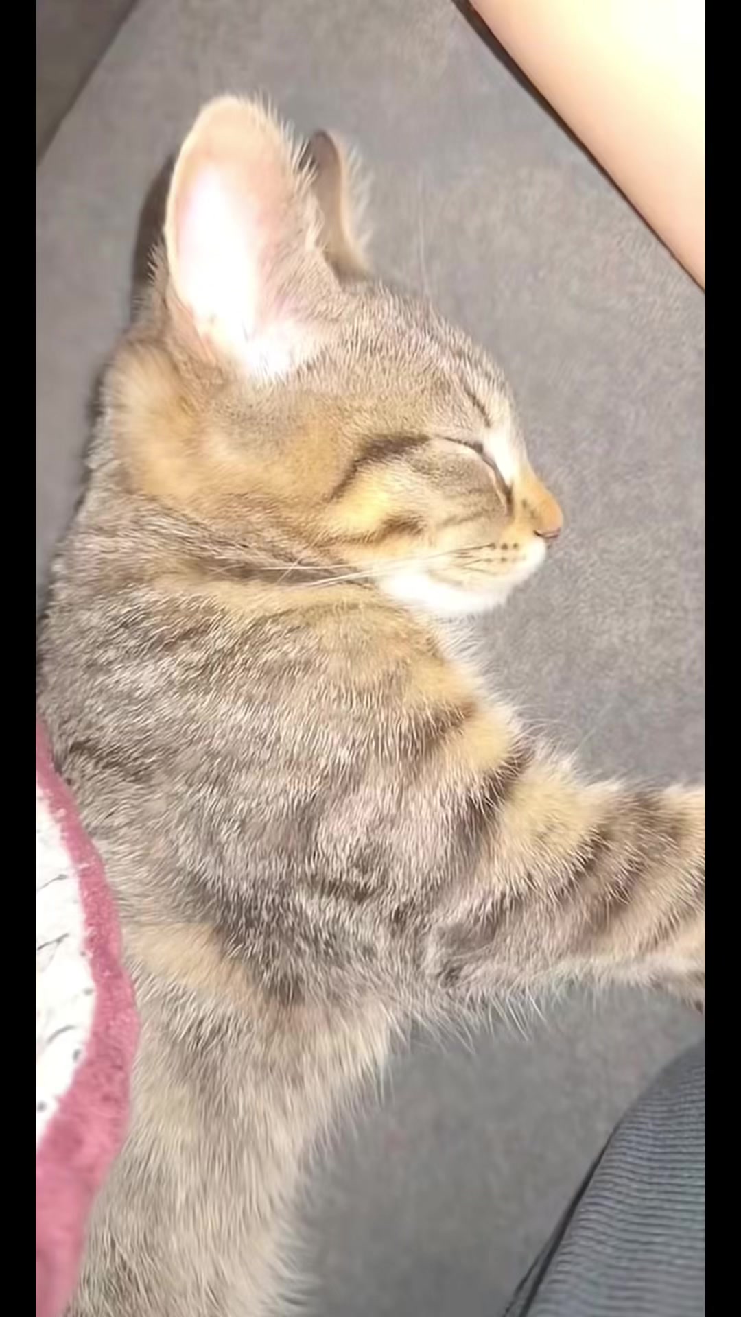 @Meeko