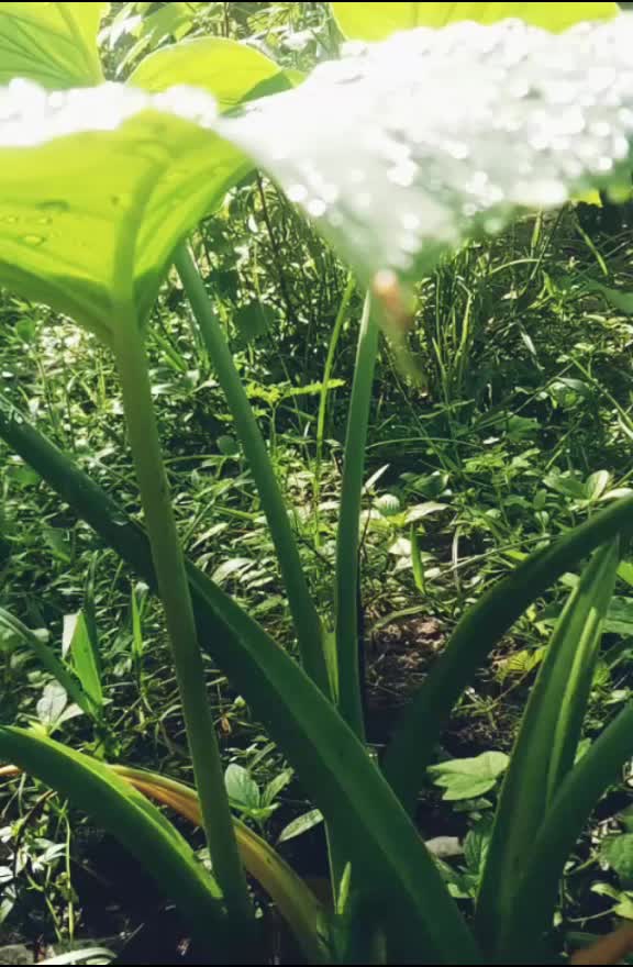 @കൃഷ്ണായനം