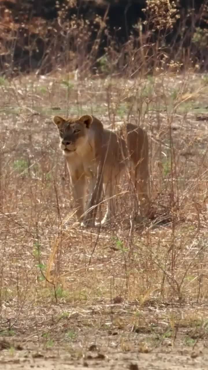 @Predator Life