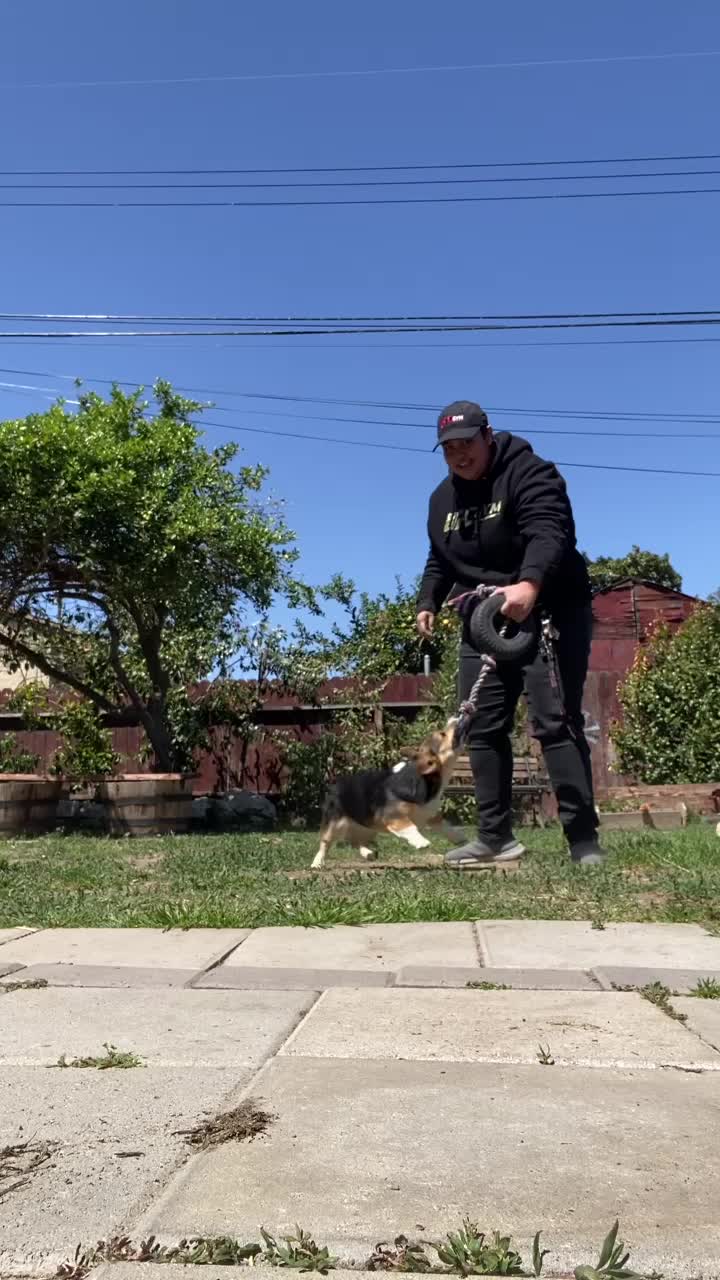 @Xena Warrior Corgi
