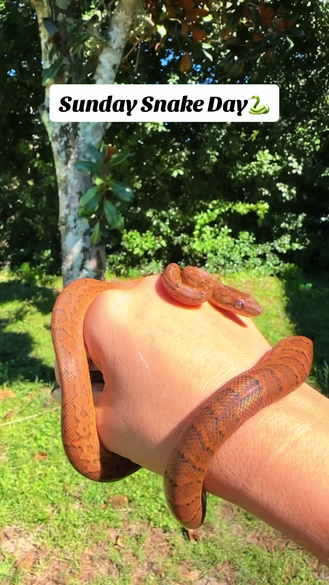 @carpe.diem.serpents