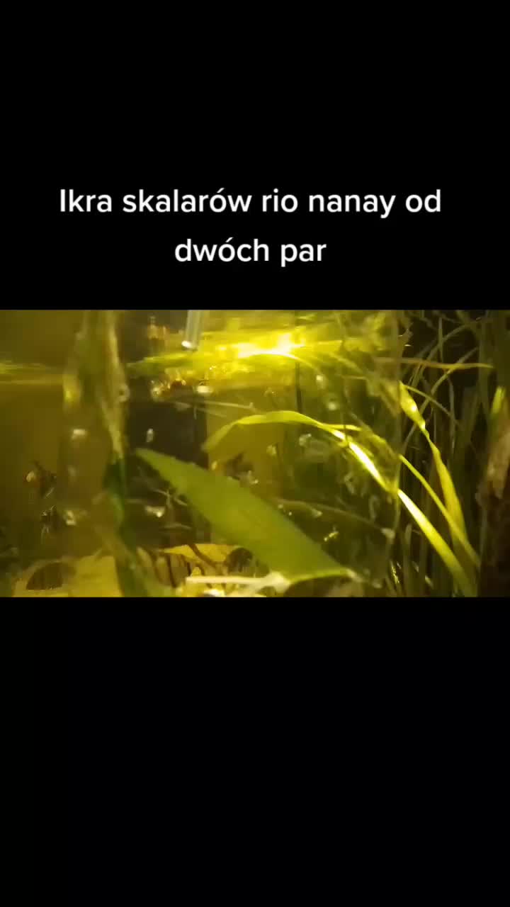@🐟Mój wodny świat🐟