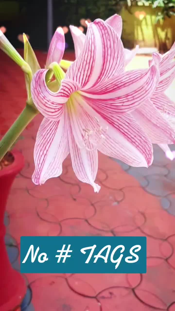 @_cj666