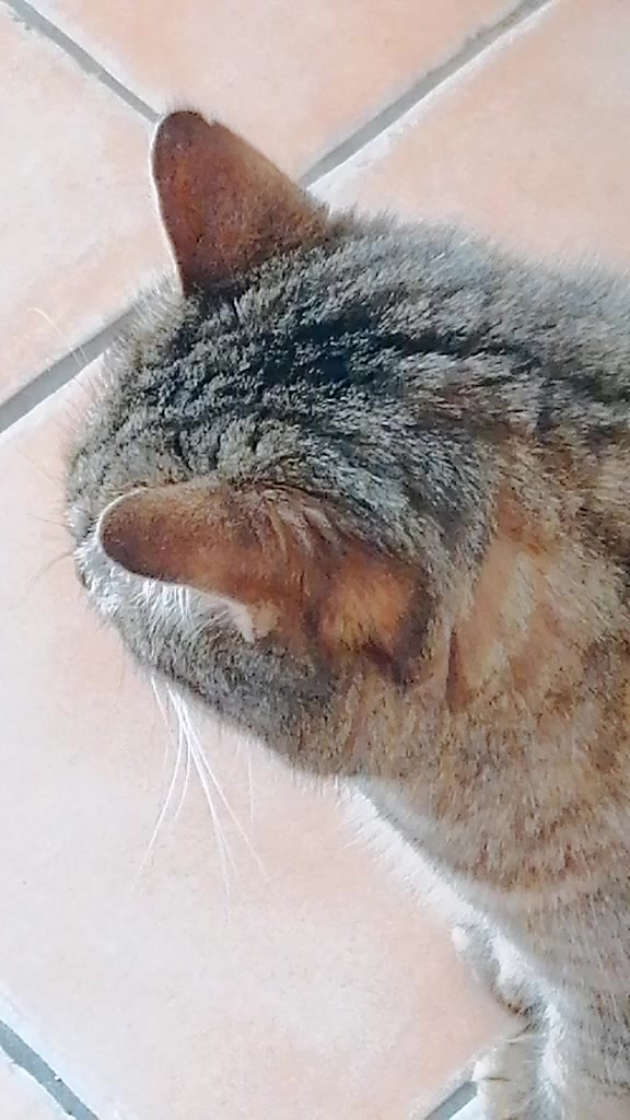 @My love is gorou