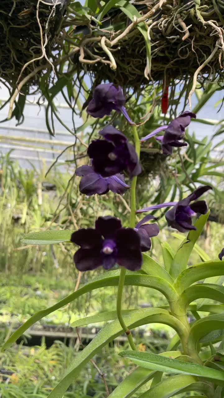 @Motes Orchids