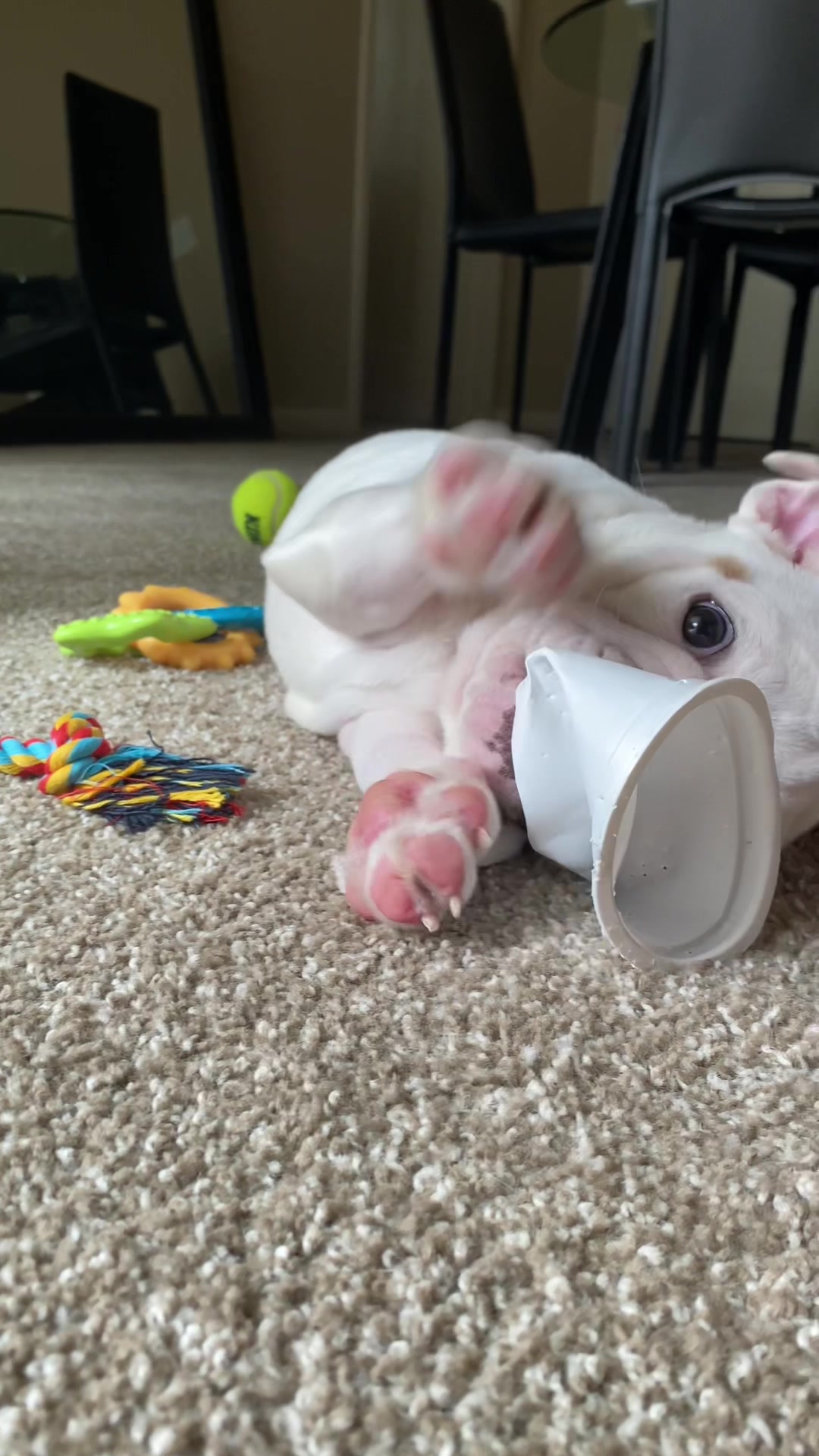 @PanchoTheEnglishBulldog