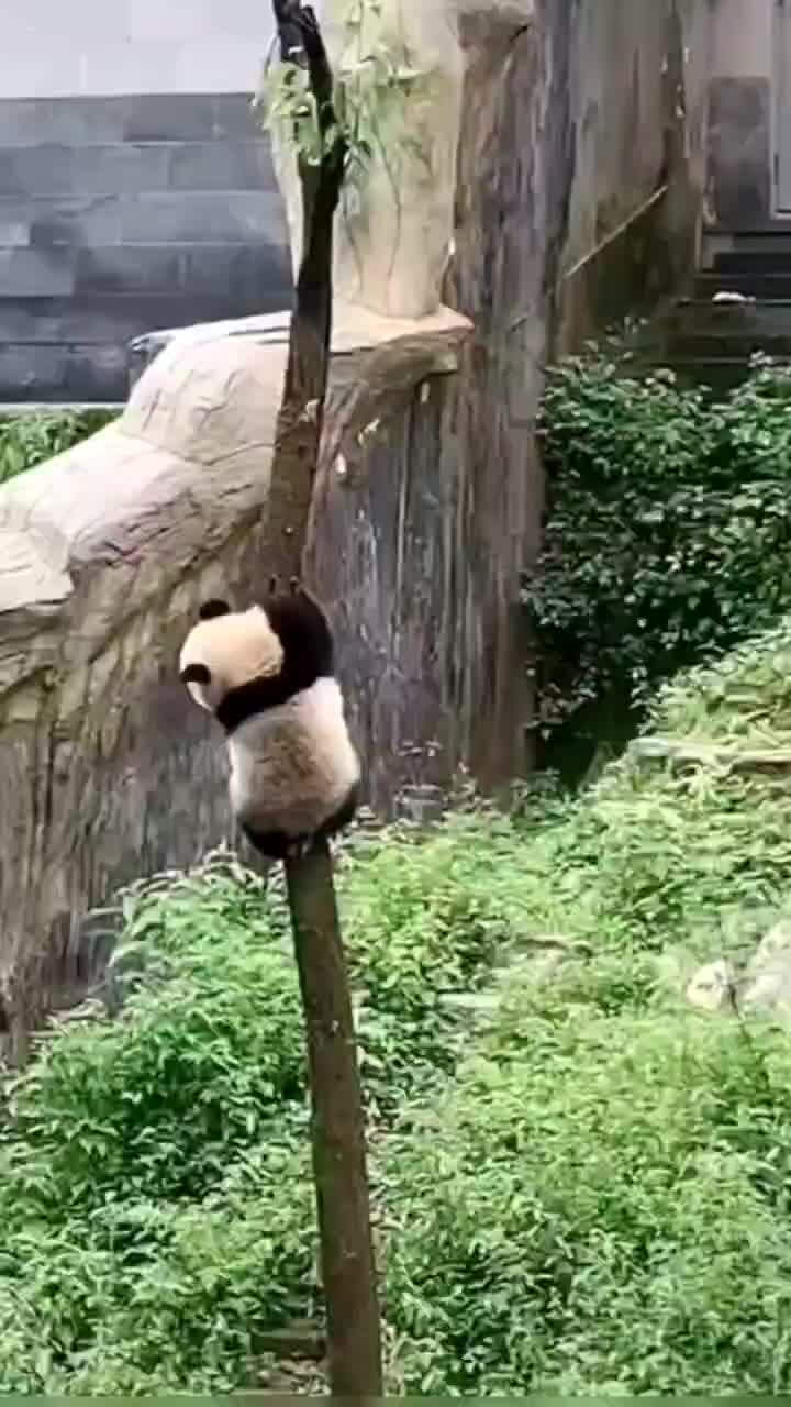 @meowhhcdntb